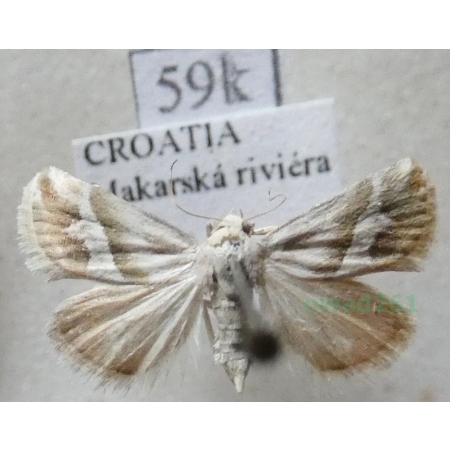 Eublemma viridula (Guenee, 1841) Croatia59k